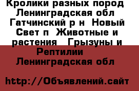 Кролики разных пород - Ленинградская обл., Гатчинский р-н, Новый Свет п. Животные и растения » Грызуны и Рептилии   . Ленинградская обл.